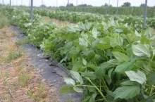 Fot. 3. Powolny rozwój roślin odmian jesiennych w 2022r. (`Mapema` 23.05.2022r.)