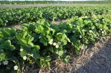 Fot. 3. ‘Roxana’, plantacja okrywana, kwitnienie pełne: otwarte kwiaty wtórne (B) i trzeciorzędowe (C), pierwsze płatki opadają, BBCH 65,(21.05.2022 r.)