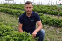 Uprawa malin - ochrona i nawożenie - 20.05.2022