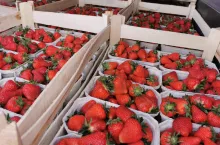 truskawki eksport