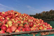 jabłka przemysłowe