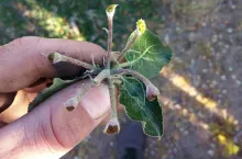 uszkodzenia przymrozki