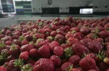 ceny minimalnej nie będzie