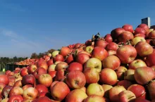 jabłka przemysłowe