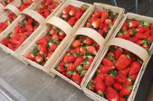 ceny truskawek nowe przybojewo