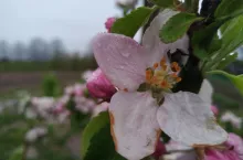 parch jabłoni ryzyko infekcji i aktualna sytuacja