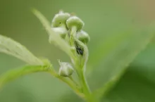 Fot. 5. Chrząszcz kwieciaka malinowca i otwór, przez który samica złożyła jajo do środka pąka, 12.05.2022r.