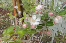 przymrozki wiosna 2022