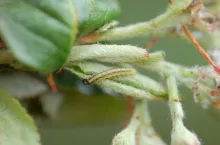 Fot. 10. Gąsienica omacnicy jarzębianki (05.05.2022r.)