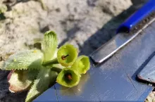 przymrozki czereśnie