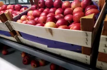 sprzedaz jablek