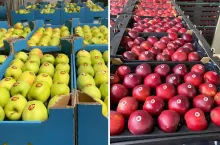 jabłka export