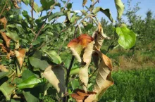 Charaktrerystyczne zamieranie pędów jabłoni w tzw. pastorał przy zarazie ogniowej