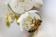 a honey bee collects the nectar of white cherry blossoms in spring