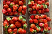 truskawki z Holandii