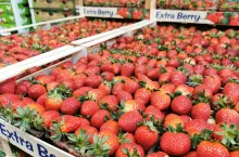 importowane truskawki