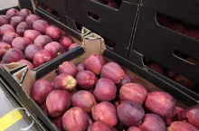 ceny jabłek deserowych