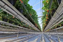 pierwsze truskawki ceny