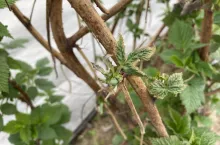 Brak stymulacji efektów przemrożenia może skutkować nieodpowiednim rozwojem pędów owocowych