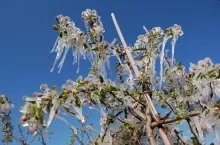 przymrozki, mozliwość wystapienia