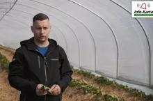 truskawki, tomasz domański