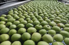 ceny jabłek w grupach producenckich