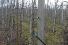 kradzież złodzieje