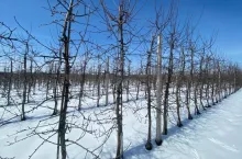 ciecie mechaniczne w sadzie