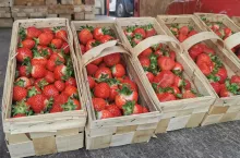 łubianki na truskawki