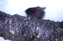 tarcznik niszczyciel