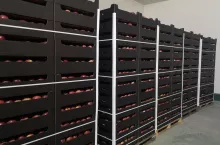 białoruskie jabłka