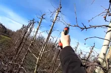 cięcie odmiany golden delicious