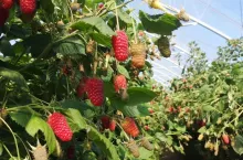 Odmiana Wengii hodowli ABB