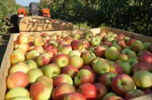 koszt produkcji jabłek