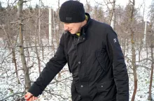 ciecie odmiany red jonaprince