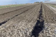 Fot. Czy uprawa gryki posiadającej najważniejsze właściwości fitosanitarne zostanie zamieniona na gatunki bobowate