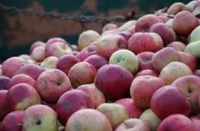 dlugi zakladu tb fruit