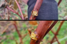 przemarznięte maliny