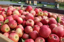 koncentrat jabłkowy