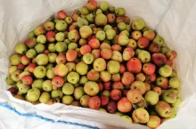 jabłka przemysłowe