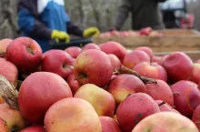 jabłka przemysłowe