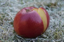 przymrozek październik