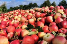 jabłka przemysłowe