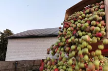 jabłka przemysłowe