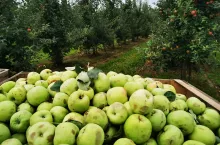 jabłka przemysłowe