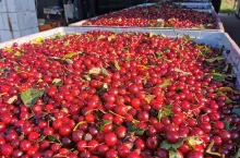 wiśnie na tłoczenie