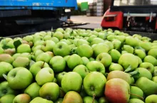 jabłka przemysłowe