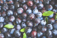 śliwki przemysłowe