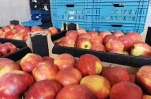 jabłka w kartonach