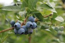 borówki amerykańskie